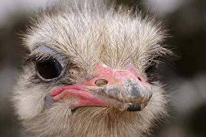 African Ostrich (Struthio camelus)