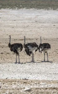 African ostrich (Struthio camelus)