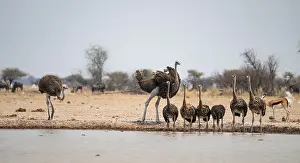 African ostrich (Struthio camelus)