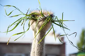 African ostrich (Struthio camelus)