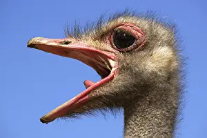 African ostrich, Struthio camelus, South Africa