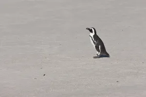 African penguin or Black-footed penguin (Spheniscus demersus) at the Boulders Colony