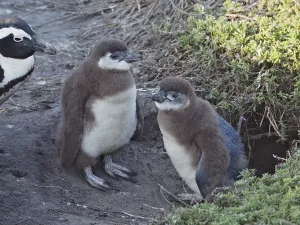 African penguin chick (Spheniscus demersus)