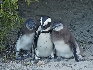 African penguin chick (Spheniscus demersus)