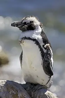 African Penguin or Jackass Penguin (Spheniscus demersus)