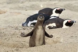 African penguin (Spheniscus demersus)