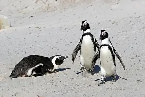 African penguin (Spheniscus demersus)
