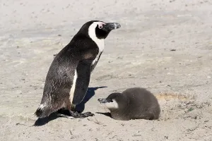 African penguin (Spheniscus demersus)