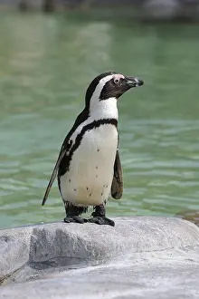 African Penguin (Spheniscus demersus)