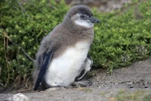 African penguin (Spheniscus demersus)