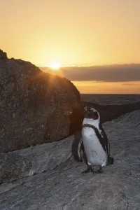 African Penguin (Spheniscus demersus)