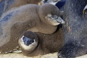African penguin (Spheniscus demersus)