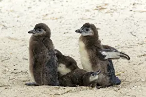 African penguin (Spheniscus demersus)