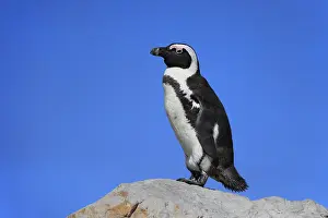 African penguin (Spheniscus demersus)