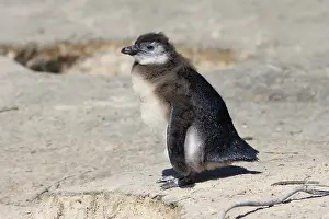 African penguin (Spheniscus demersus)