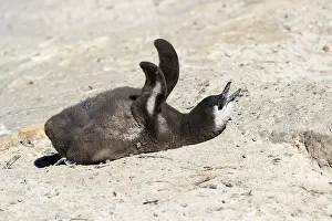 African penguin (Spheniscus demersus)
