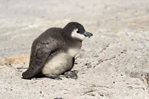 African penguin (Spheniscus demersus)