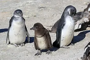 African penguin (Spheniscus demersus)