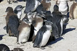 African penguin (Spheniscus demersus)
