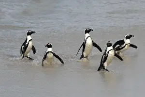 African penguin (Spheniscus demersus)