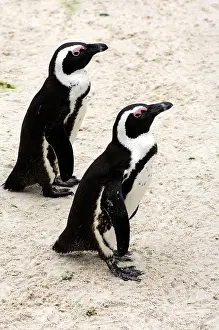 African penguin, Spheniscus Demersus