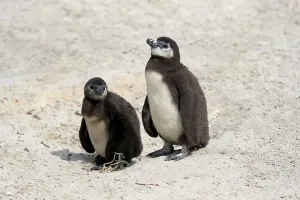 African penguin (Spheniscus demersus)