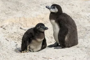 African penguin (Spheniscus demersus)