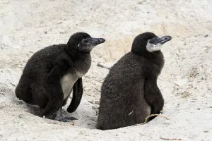 African penguin (Spheniscus demersus)