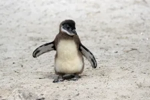 African penguin (Spheniscus demersus)