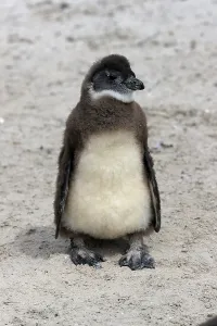 African penguin (Spheniscus demersus)