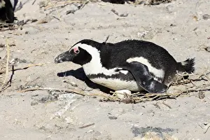 African penguin (Spheniscus demersus)