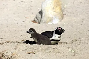 African penguin (Spheniscus demersus)