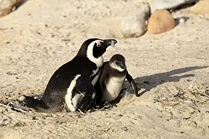 African penguin (Spheniscus demersus)