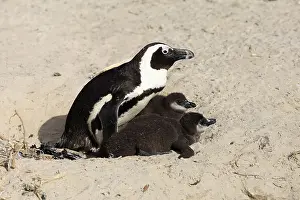 African penguin (Spheniscus demersus)