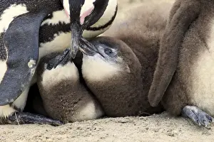 African penguin (Spheniscus demersus) and juveniles