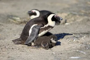 African penguin (Spheniscus demersus) and juveniles