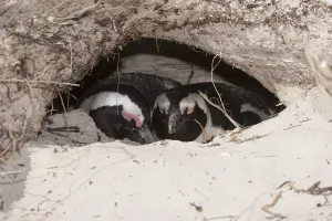 African Penguin (Spheniscus demersus) in nest cavity