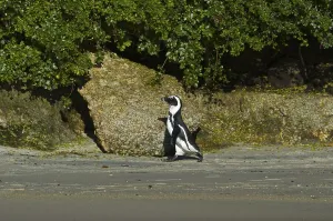African Penguin (Spheniscus demersus) walking along a rocky beach