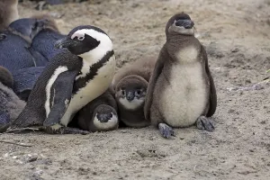 African penguin (Spheniscus demersus) with young