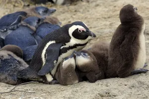 African penguin (Spheniscus demersus) with young