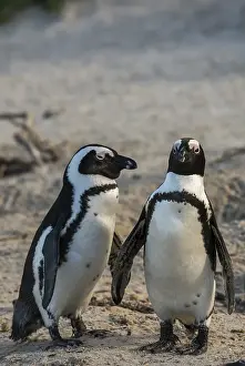 African Penguins (Spheniscus demersus)