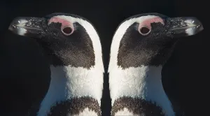 African penguins (Spheniscus demersus)