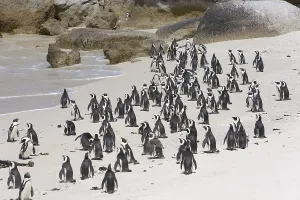 African Penguins (Spheniscus demersus) on Boulders Beach near Cape Town