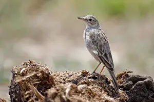 African Pipit (Anthus cinnamomeus)