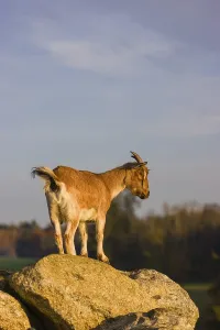 An African Pygmy goat Capra aegagrus hircus) stands on top of a rock