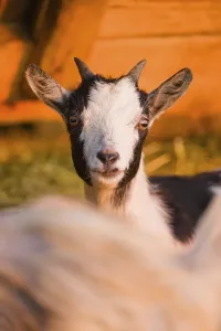 An African Pygmy goat Capra aegagrus hircus) stands in front of a stable in the first light of the day