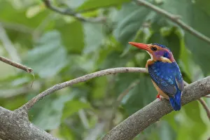 African Pygmy Kingfisher (Ispidina picta)