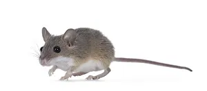 African pygmy mouse aka Mus minutoides and smallest rodent in the world