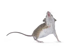 African pygmy mouse aka Mus minutoides and smallest rodent in the world