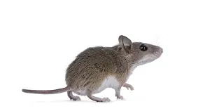 African pygmy mouse aka Mus minutoides and smallest rodent in the world